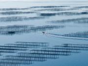 Exploitation Conchylicole lucrative sur l’Étang de Thau...