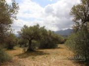Extensa finca rustica con posibilidad de luz y agua de pozo