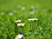 Familien freundliches Baugrundstück nahe Vöcklabruck –...