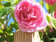 Familienhit 4 Zimmer Wohnung mit Terrasse in Kaindorf