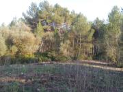 FANTÁSTICA FINCA RÚSTICA EN PLENO PARC NATURAL DEL GARRAF