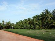 Farm for Sale in Coimbatore, Tamil Nadu, Ref# 2166122