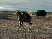 Farm in Graaff Reinet Rural For Sale