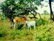 Farm Land Lot FOR SALE in Iba Zambales Philippines