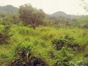 Farm lot at amadeo in good condition! Buy now!
