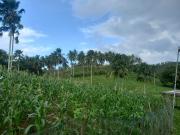 Farm Lot for Sale at Del Gallego Camarines Sur Bicol 41...