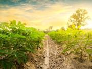 FARM LOT for Sale in Cavite Philippines