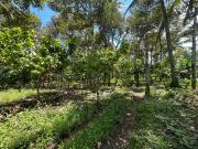 Farm Lot Fully Planted in Malagos Calinan, Davao City...