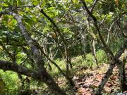Farm Lot loaded with durian, cacao in Calinan, Davao...