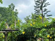 Farm Lot with Improvements in Sirao, Cebu City For Sale