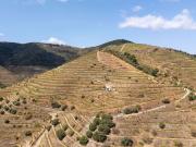 Farm with productive vineyard in the Douro Demarcated...