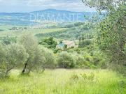 Fattoria Allerona Umbria DS91865633
