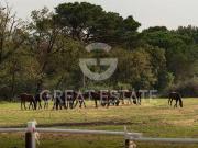 Fattoria Castiglione del Lago Perugia DS89441977