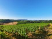 Fattoria Il Vino Nobile di Montepulciano, Siena Toscana...