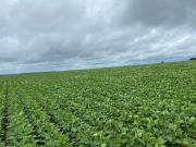 Faz: pronta para lucro em São João da Aliança Goias 3.500 ha