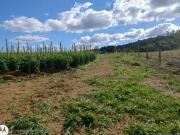 Fazenda