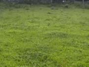 Fazenda 7km centro Pouso Alegre/MG 150 hectares Toda...