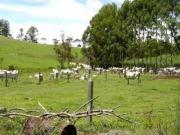 Fazenda à venda com Serraria, pronta para Pecuária de...