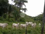 Fazenda a venda em Planaltina GO 142 HA Aptidão para...