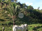 Fazenda a venda em Planaltina GO 142 HA Aptidão para...