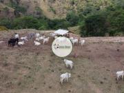 Fazenda a venda em Planaltina GO 410 Hectares para PECUÁRIA