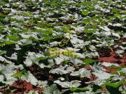 FAZENDA Á VENDA MUNÍCIPIO CORDISBURGO