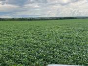 Fazenda a venda no MunicÃpio de Santa Maria Tocantins!