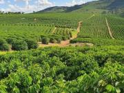 Fazenda café no Sul de minas