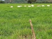 fazenda com 18.000 HÁ. EM TOCANTINS