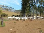 Fazenda com 4 dormitórios à venda, 320000000 m² por R$...