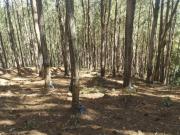 FAZENDA COM PINUS A VENDA NO ESTADO DE SÃO PAULO ? ?... FAZENDA COM PINUS A VENDA NO ESTADO DE SÃO PAULO ? ?...