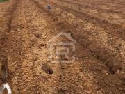 Fazenda com rentabilidade em produção de Banana