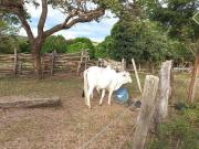 Fazenda de 1050 hectares em Buritizeiro MG, para...
