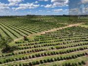 Fazenda de Laranja 474 ha em Produção Plena | Cerqueira...