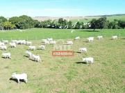 Fazenda em Gameleira de Goiás 50alq 242Há
