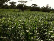 FAZENDA NA FERCAL SOBRADINHO| DUPLA APTIDÃO, BOA DE ÁGUA...