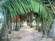 Fazenda em Rua São Luiz Centro Marília/SP