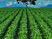 FAZENDA ENTRE BRASÍLIA E GOIÂNIA GO!