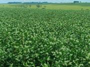 Fazenda, Fazenda 205 Hectares, Dores do Indaiá, MG