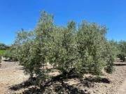 Fazenda Lucena Córdoba LS83121885