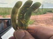 Fazenda para Venda em Aparecida de Goiânia/GO Setor...