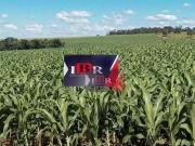 Fazenda para Venda em Aporé/GO Zona Rural