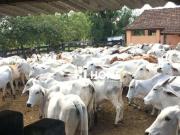 Fazenda para Venda em Araruama/RJ Centro 4 Quartos
