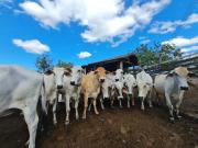 Fazenda para Venda em Araruama/RJ São Vicente de Paula