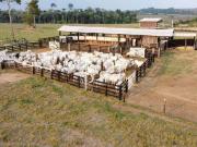 Fazenda para Venda em Ariquemes/RO Apoio BR 421 3 Quartos