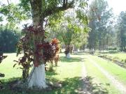 Fazenda para Venda em Atibaia/SP Jardim Colonial