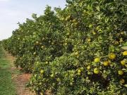 Fazenda para Venda em Avaré/SP Área Rural de Avaré