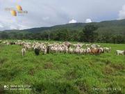 Fazenda para Venda em Barra do Bugres/MT Zona Rural