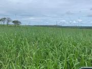 Fazenda para Venda em Barra do Garças