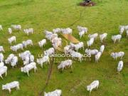 Fazenda para Venda em Belmonte/BA Zona Rural 1 Quartos
